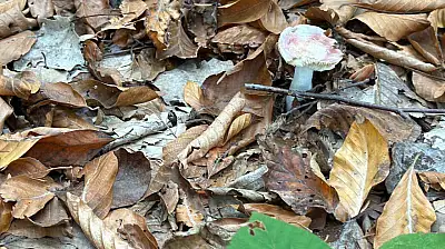 Uzmanından mantar uyarısı: