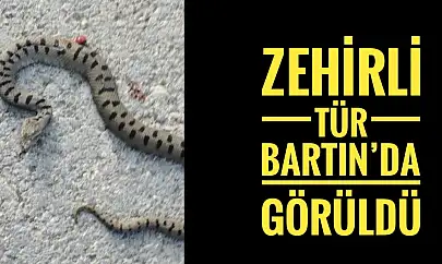 Bartın'da görüldü