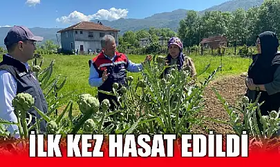 Bartın'da kuşkonmazla enginar esintisi