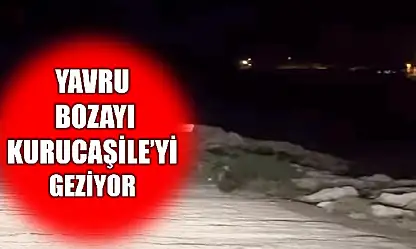 Bu kez limanda görüntülendi