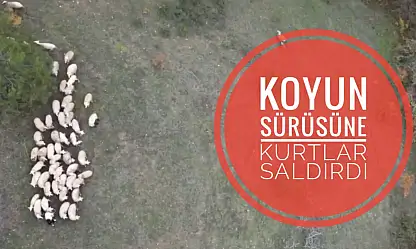 Kurt saldırısı drone ile görüntülendi