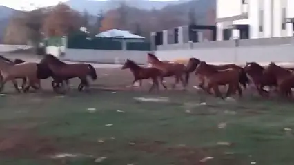 Aç kalan yılkı atları şehir merkezine indi