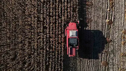 Bolu'da dane mısır hasadı başladı