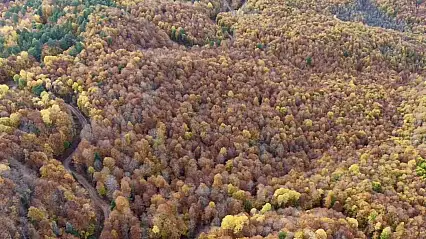 Bolu'da ormanlık alanlarda sonbahar güzelliği