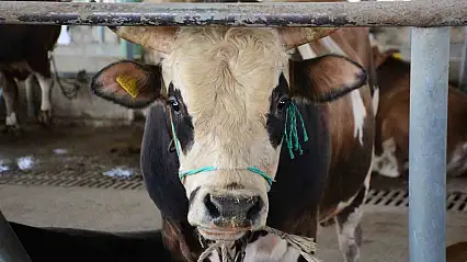 Bolu'da şap kısıtlamaları kaldırıldı