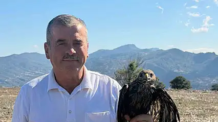 Bolu'da sıcak asfalta yapışan şahin, muhtarın müdahalesiyle kurtarıldı