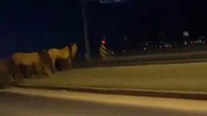 Bolu'da yılkı atları D-100'e indi: Orta refüjde otladılar