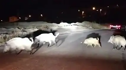 Domuzlara yol tarifi gülümsetti