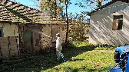 Kahverengi kokarcaya karşı kışlak mücadelesi başladı