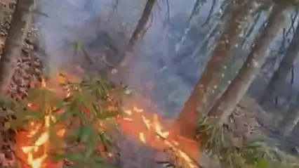 Düzce'de ormanlık alanda örtü yangını