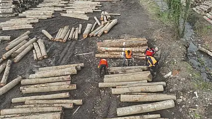 Düzce'den 22 bin 310,95 ton orman ürünü ihraç edildi