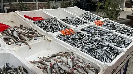 Hamsi yeniden tezgahlarda, 200 liradan alıcı buluyor