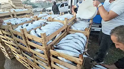Kastamonu'da palamut bereketi: Kiloluk palamutlar 40 TL'ye satılıyor