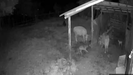 Safranbolu'da kurt sürüsü köye indi: Hayvanları kurtarmak için gece nöbeti tutuyorlar