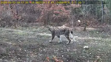 Vaşak ve karaca yavrusu fotokapanla görüntülendi