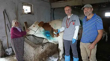 Yemek borusuna armut kaçan gebe inek, ameliyatla kurtarıldı