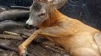 Yolda bulduğu yaralı ceylanı kurtarmak için seferber oldu
