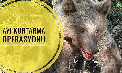 Ayı Kurtarma Operasyonu