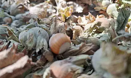 8 ayda 14 bin 810 ton ihraç edildi