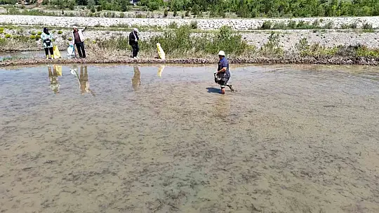 Beyaz Altın çeltik ekiminde sona yaklaşıldı