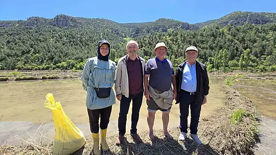 Beyaz Altın çeltik ekiminde sona yaklaşıldı
