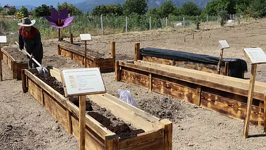 'Dünyanın en pahalı baharatı' köstebeklerden korunacak