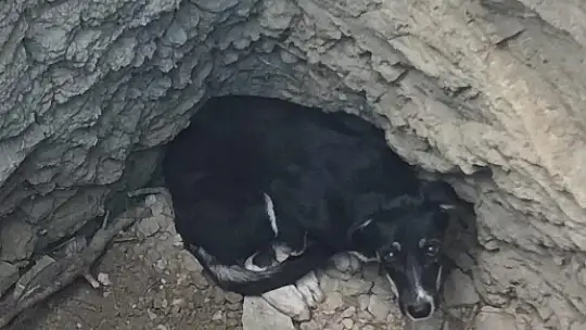10 metre derinliğindeki kuyuya düşen köpeği itfaiye kurtardı