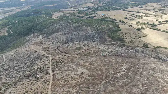2 bin 736 hektar zarar görmüştü: Yanan orman yeniden yeşerecek
