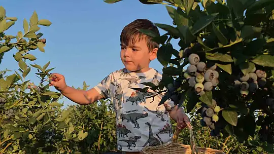 22 yaşında kendi bahçesini kurdu, şimdi 15 ton hasat bekliyor