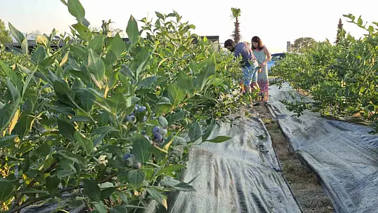 22 yaşında kendi bahçesini kurdu, şimdi 15 ton hasat bekliyor