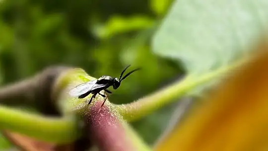 4 bin adet savaşçı böcek salındı