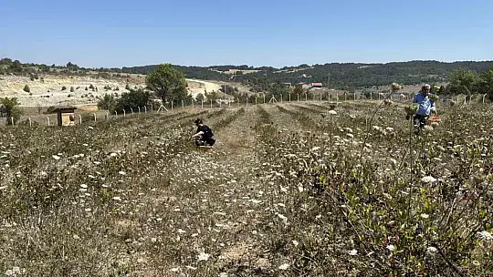 4 yıl önce dikti, şimdi kendi markasıyla satmayı hedefliyor