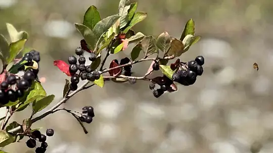 4 yıl önce dikti, şimdi kendi markasıyla satmayı hedefliyor