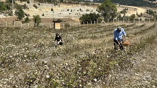 4 yıl önce dikti, şimdi kendi markasıyla satmayı hedefliyor