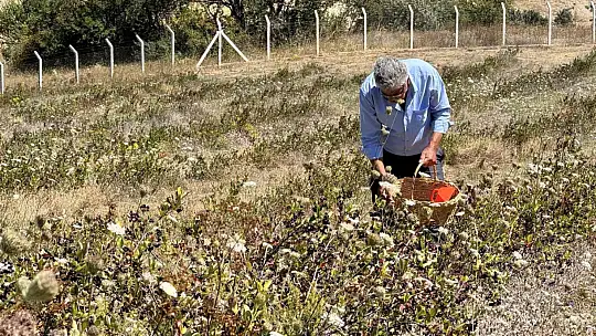 4 yıl önce dikti, şimdi kendi markasıyla satmayı hedefliyor