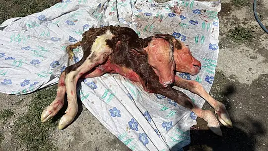 Milyonda 1 ihtimaldi Bartın'da oldu