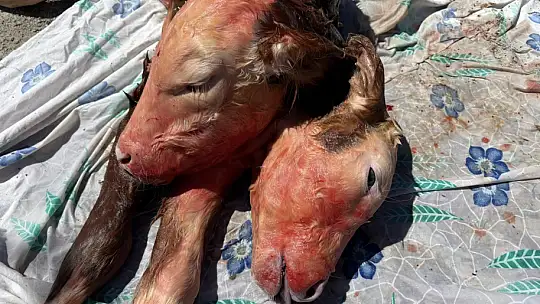 Milyonda 1 ihtimaldi Bartın'da oldu