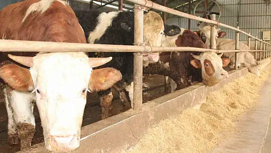 50 bin 363 hayvan hastalık tipine göre aşılandı