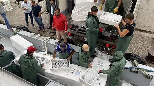 Binlerce kasa palamutla döndü