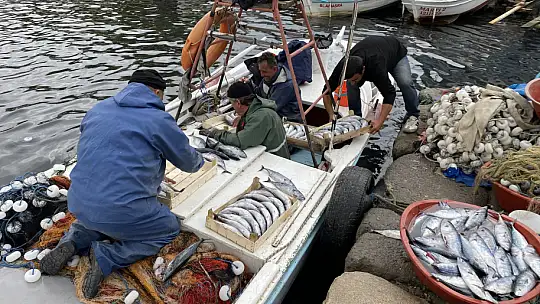 Amasralı balıkçıların yüzü palamutla güldü