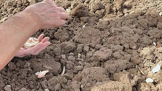 77 yaşındaki çiftçi gençlere taş çıkartıyor