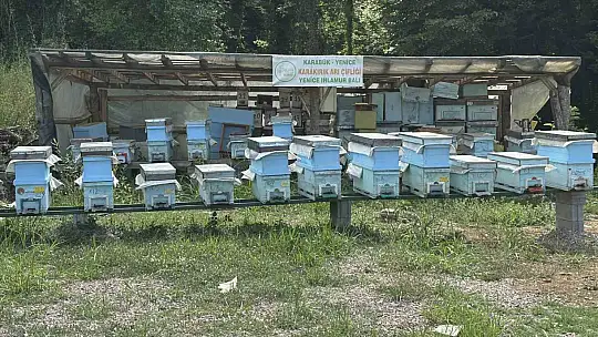 AB tescilli Yenice ıhlamur balında hasat başladı