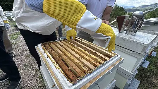 AB tescilli Yenice ıhlamur balında hasat başladı