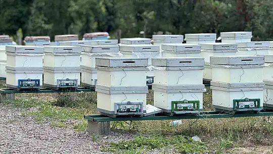 AB tescilli Yenice ıhlamur balında hasat başladı