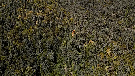 Abant Gölü Milli Parkı'nda renk cümbüşü