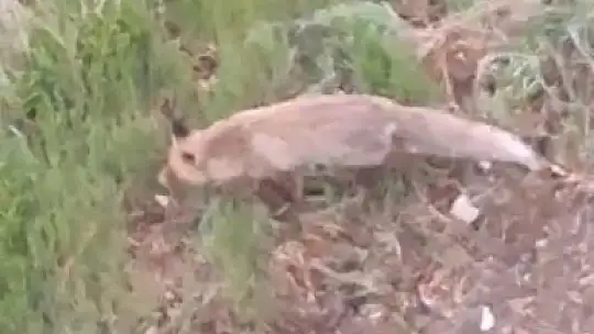 Aç kalan tilki evin bahçesine kadar girdi