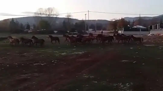 Aç kalan yılkı atları şehir merkezine indi
