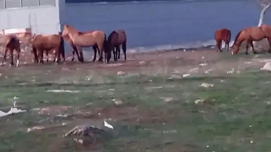 Aç kalan yılkı atları şehir merkezine indi