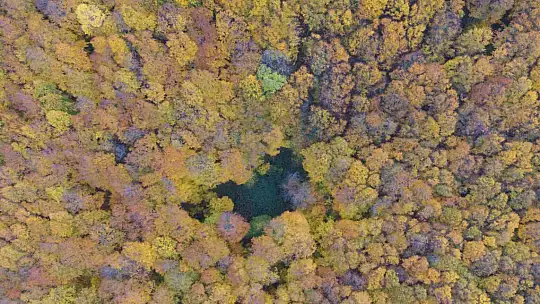 Ağaç tünel yol Safranbolu ve Amasra arasında köprü oluşturuyor