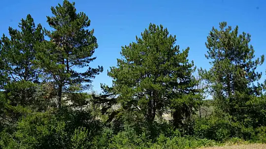 Ağaçlara adanmış ömür: 32 senede binlerce fidan dikti